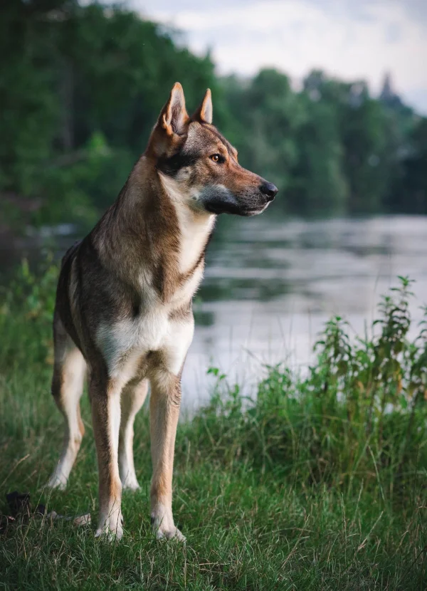 Perro Lobo