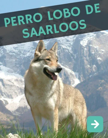 Perro Lobo Saarloos