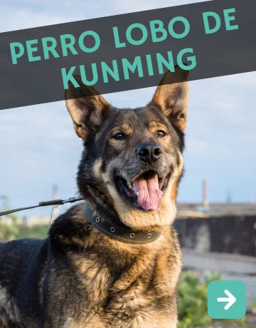 Perro Lobo de Kunming