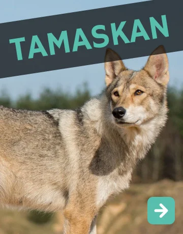 Tamaskan