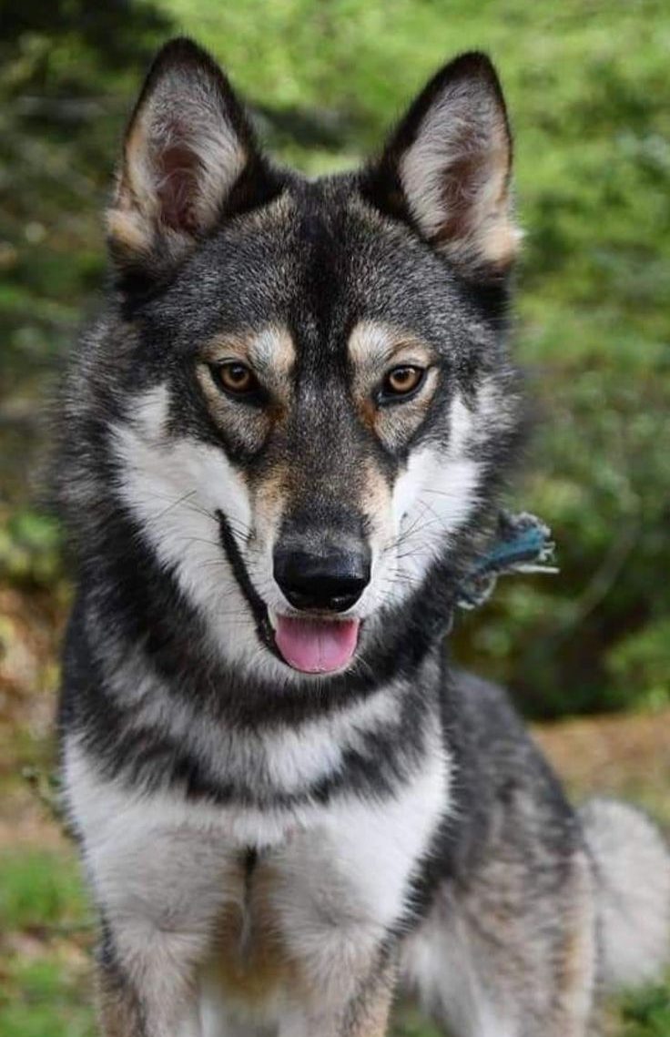 Tamaskan Perro Tamaskan Perro
